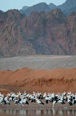 BB 10 0235 / Ciconia ciconia / Stork